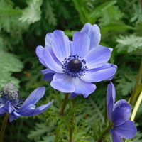 Anemone coronaria 'Mister Fokker'
